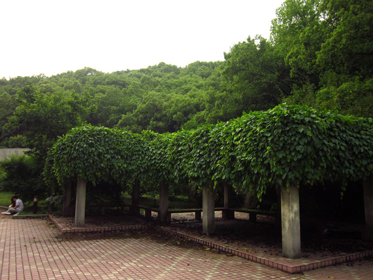 四季常青爬藤類攀援植物樹種牛馬藤大血藤雀兒花種子 油麻藤種子 一斤