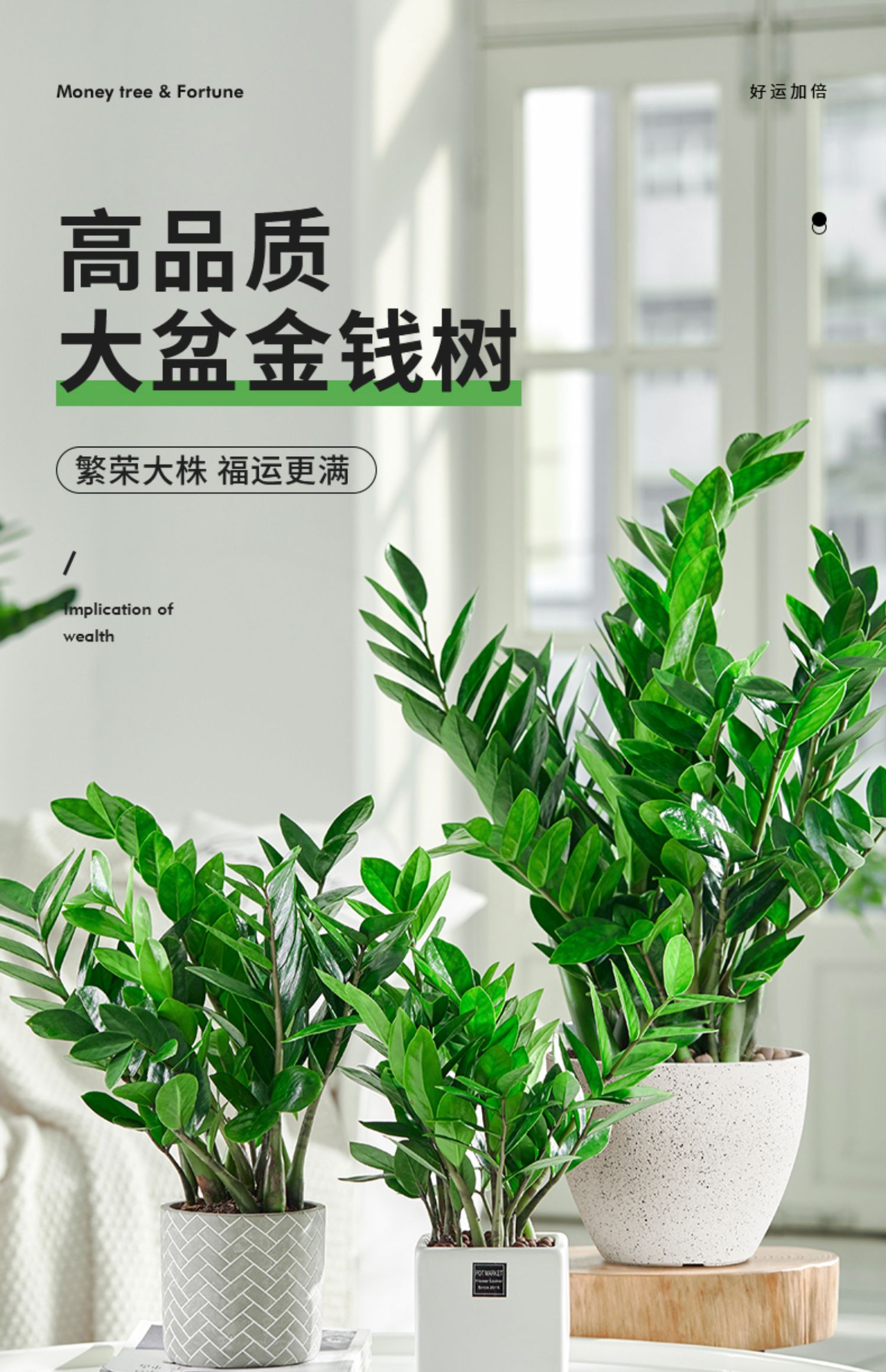 睿格达 金钱树盆栽摇钱树大钱串子办公室客厅室内桌面绿植物花卉观叶