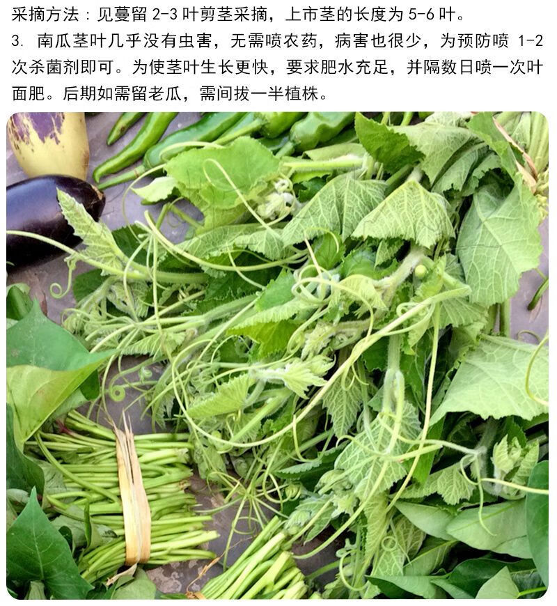 南瓜尖种子四季播阳台盆栽高产蔬菜种子香甜藤茎食用专吃藤茎嫩叶