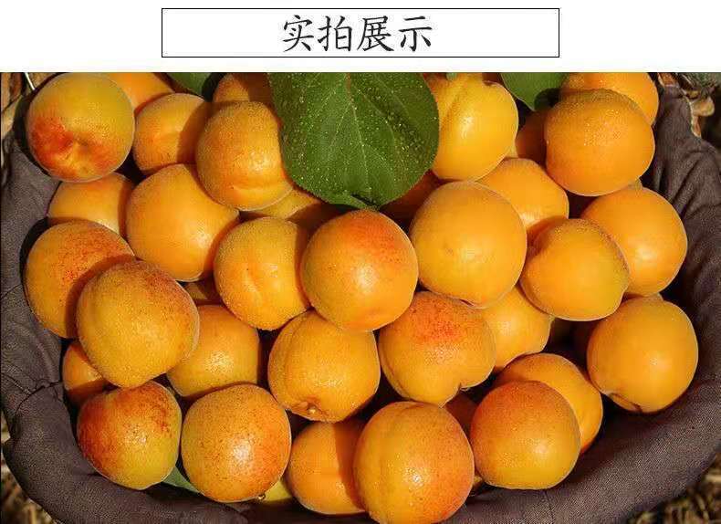 产地现摘大黄杏杏子当季整箱批发金太阳酸杏大甜杏包特价大果3斤每天