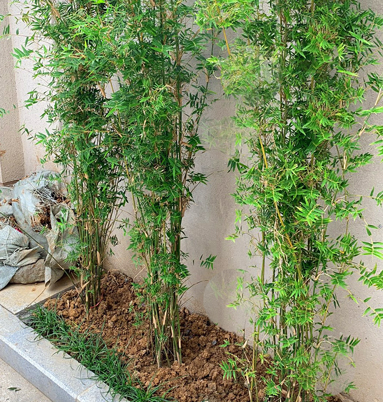 丛生凤尾竹盆栽竹子庭院观赏植物微型盆景米竹苗室内阳台四季常青 一
