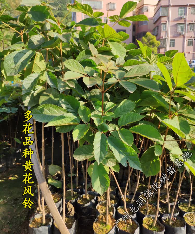 花姬 黄花风铃木苗正宗多花黄花风铃树苗庭院楼顶景观树多花风铃木