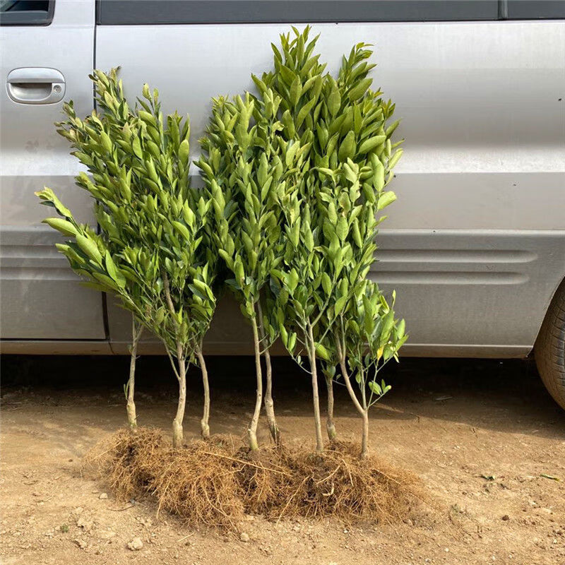 早熟由良柑橘苗 无籽蜜桔子果树 无核种 特早青皮橘子果树苗 三年苗