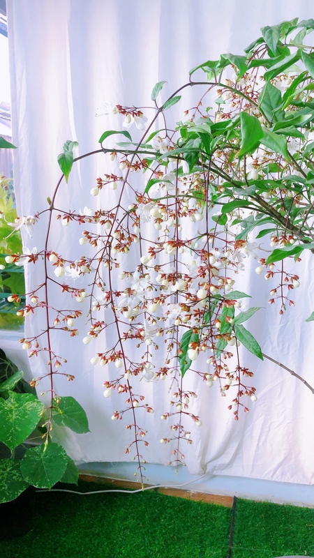 泰國垂絲茉莉花盆栽垂枝茉莉進口綠植白玉蝴蝶開花垂茉莉大苗室內大