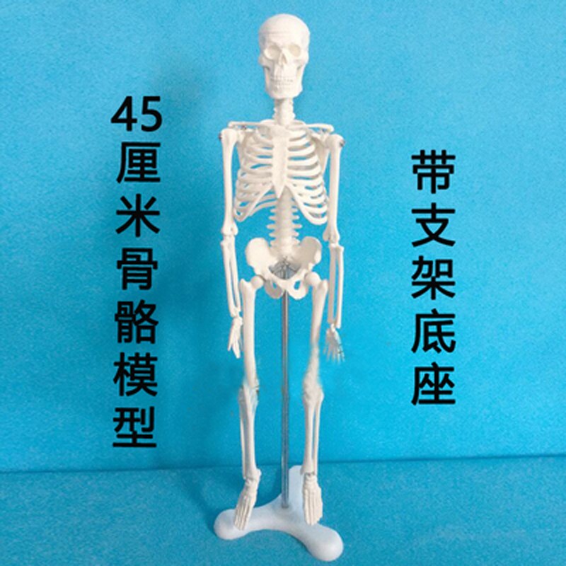 仟佰家 人体骨骼模型教学45cm85cm支架肌肉骷髅可活动骨架模型 b款85