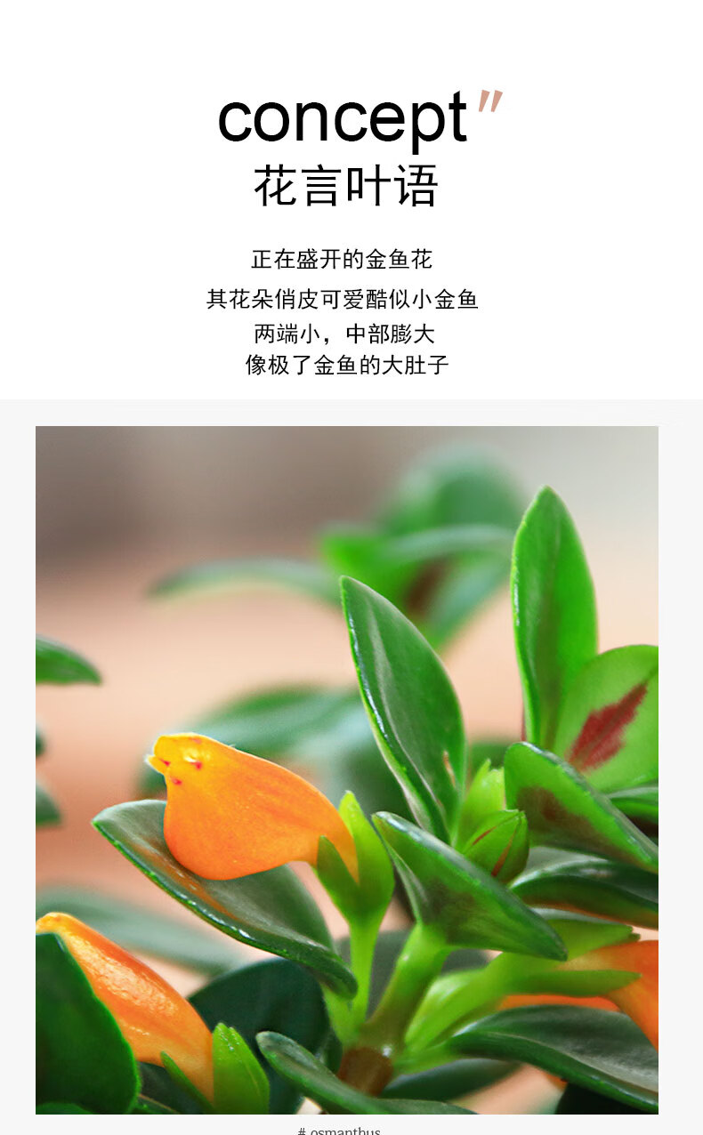 小金鱼吊兰花怎么养图片