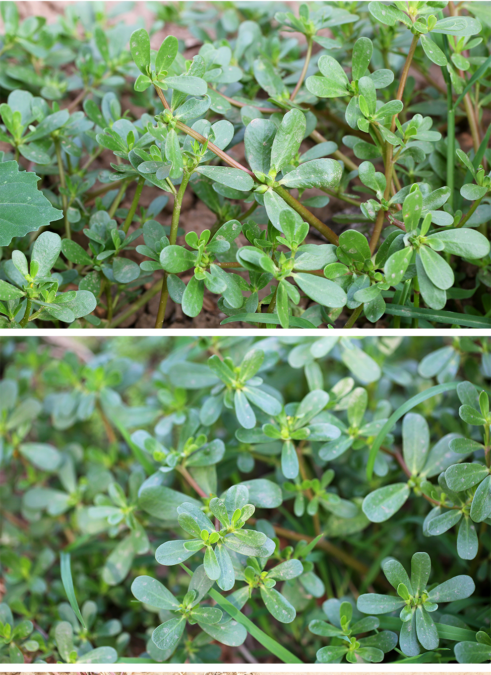 密云山坡马齿苋野菜马齿笕500g凉拌菜麻了菜