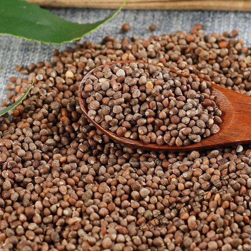 北京同仁堂原料同仁堂紫苏子500-5g克中药材无硫紫苏籽生苏子杜苏子可