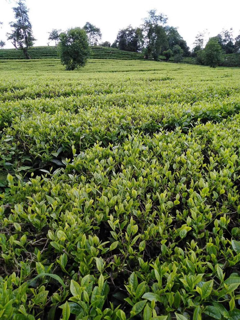 大栗树茶云龙大栗树茶炒青茶云龙绿茶一级茶叶清香型云龙大栗树栗螺
