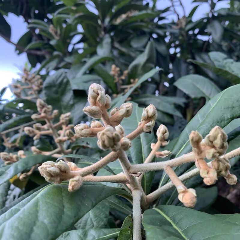 福建云霄枇杷花茶花干纯净天然琵琶花茶枇杷花蕾散装250g