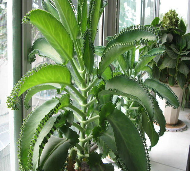 不死鸟大叶落地生根多肉植物室内盆栽绿植大苗含盆