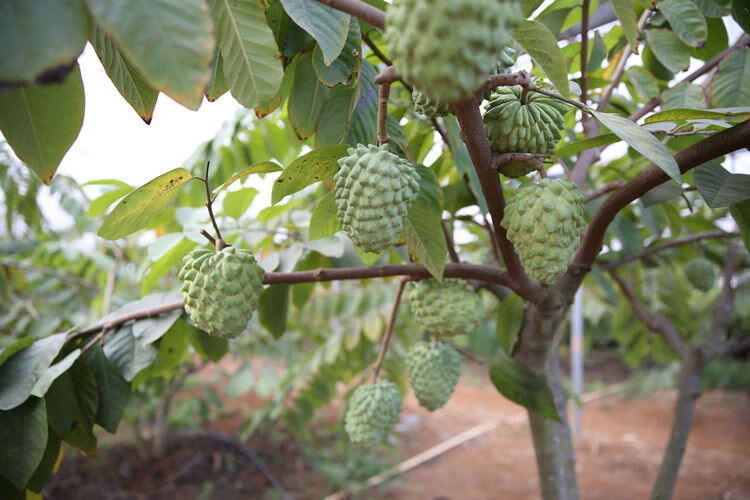 四季水果苗释迦果苗台湾凤梨南北方果树苗当年结果佛陀果番荔枝苗