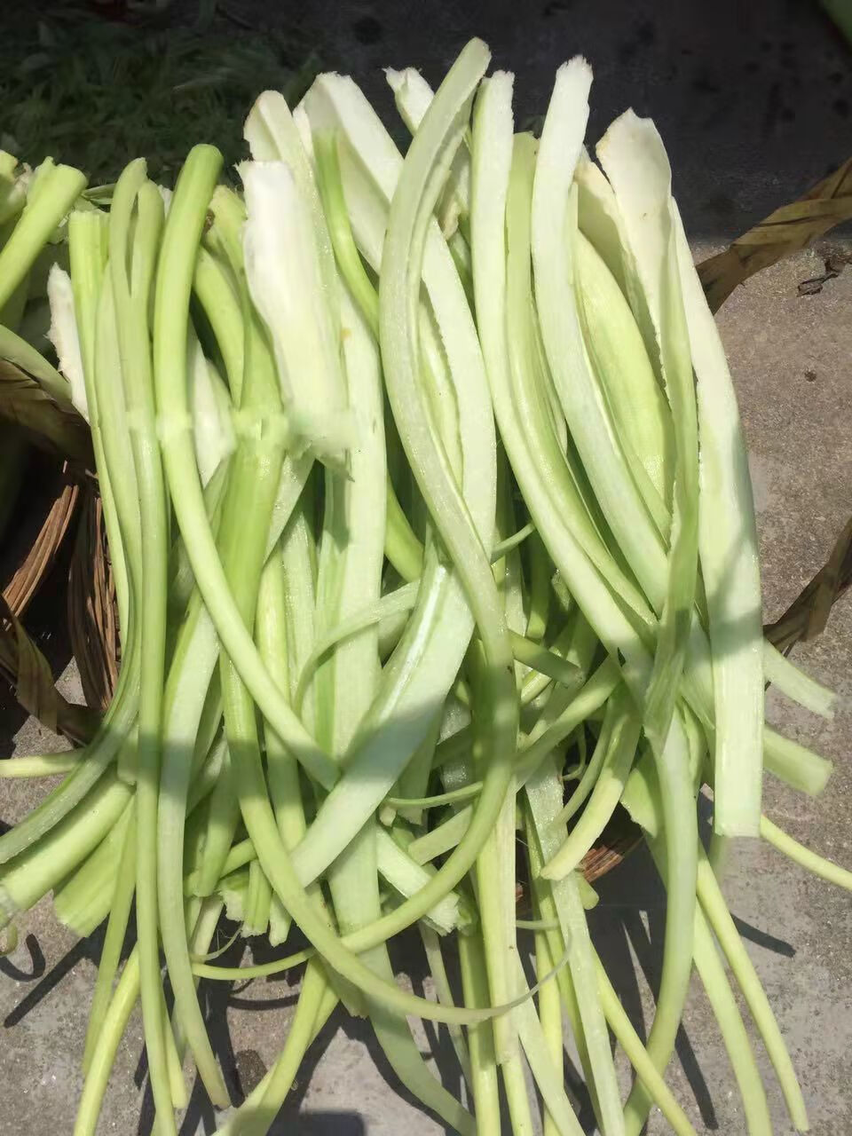 广宁特产白芋合干农家自晒芋梗干脱水蔬菜干芋荷干芋苗干 芋合干150g