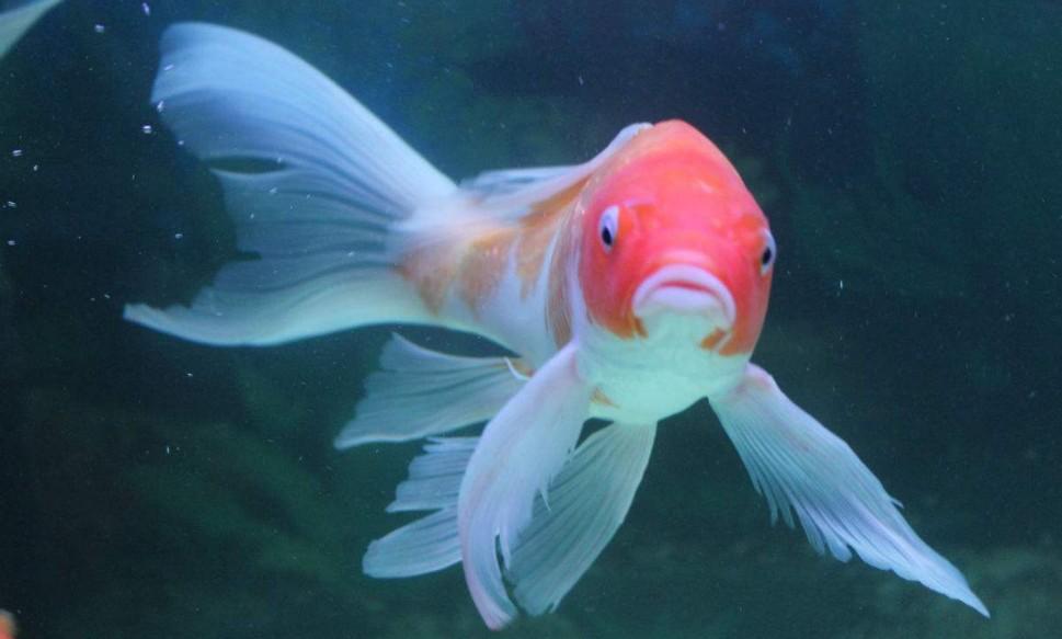 龙凤锦鲤鱼大型白金黄金乌金三色巨型锦鲤鱼纯种活体冷水鱼观赏鱼尺寸