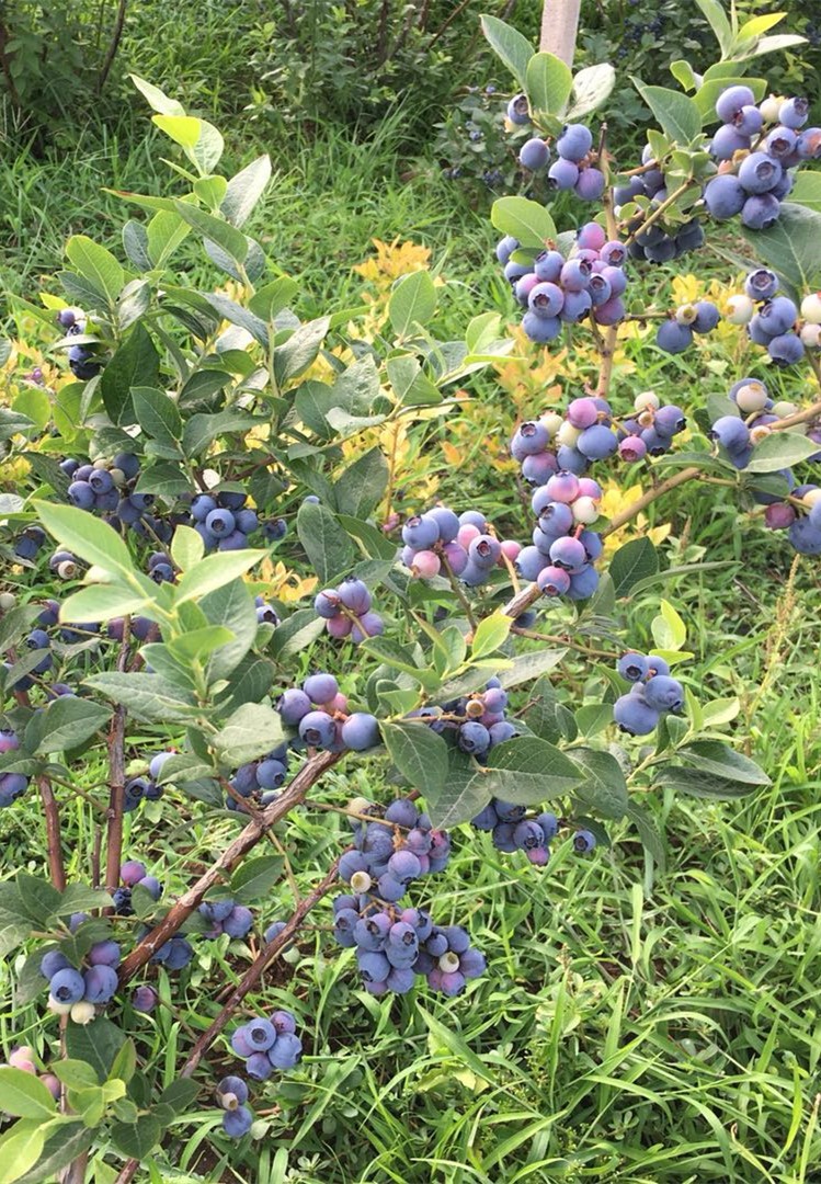 蓝莓苗蓝莓树苗盆栽地栽蓝梅树当年结果奥尼尔蓝莓南方北方果兔眼蓝莓