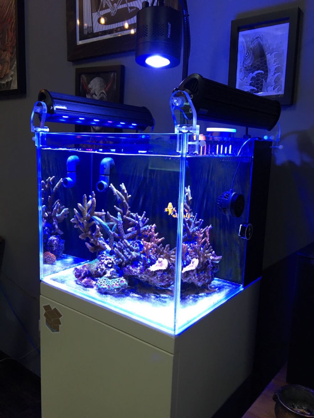 kaiser led 18款 海水缸 海缸珊瑚缸 水族箱sps专业 补光灯 凯撒兴国