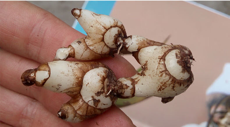 伟博贵州特级药用新鲜白芨中药材旱紫花糯小白及500g可做面膜【图片