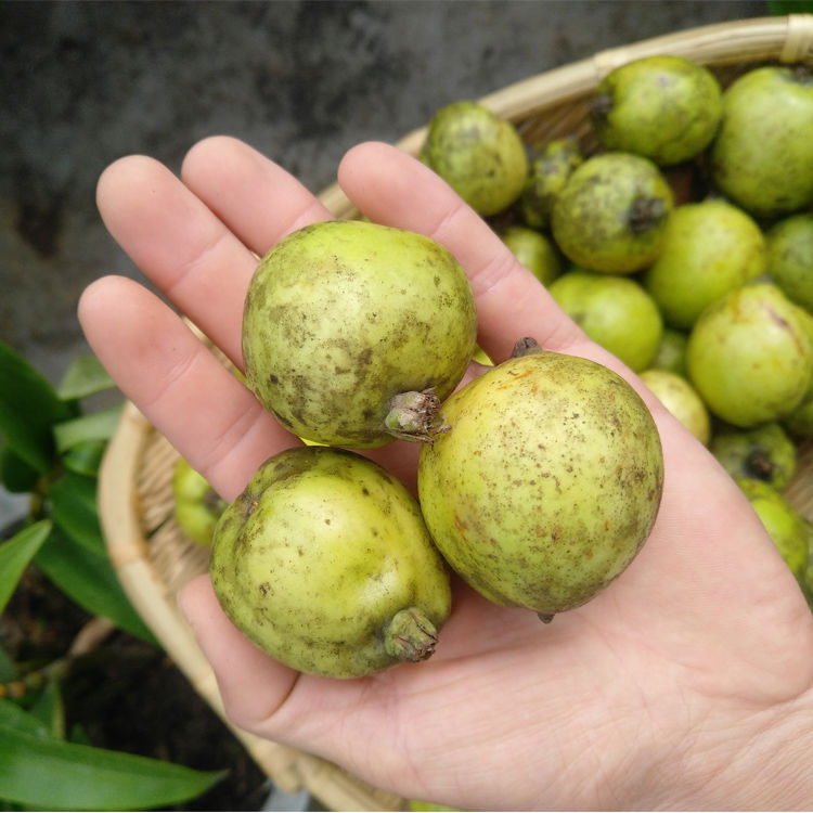 适用于钦辰奕【速发】多依渣子果2斤 云南临沧特产酸哆依果野生水果多