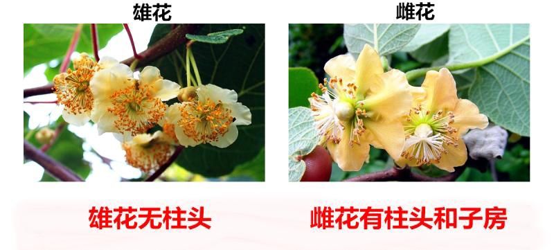 伟博红心猕猴桃花粉猕猴桃雄花粉高活性人工授粉公雄树纯花粉授粉药1