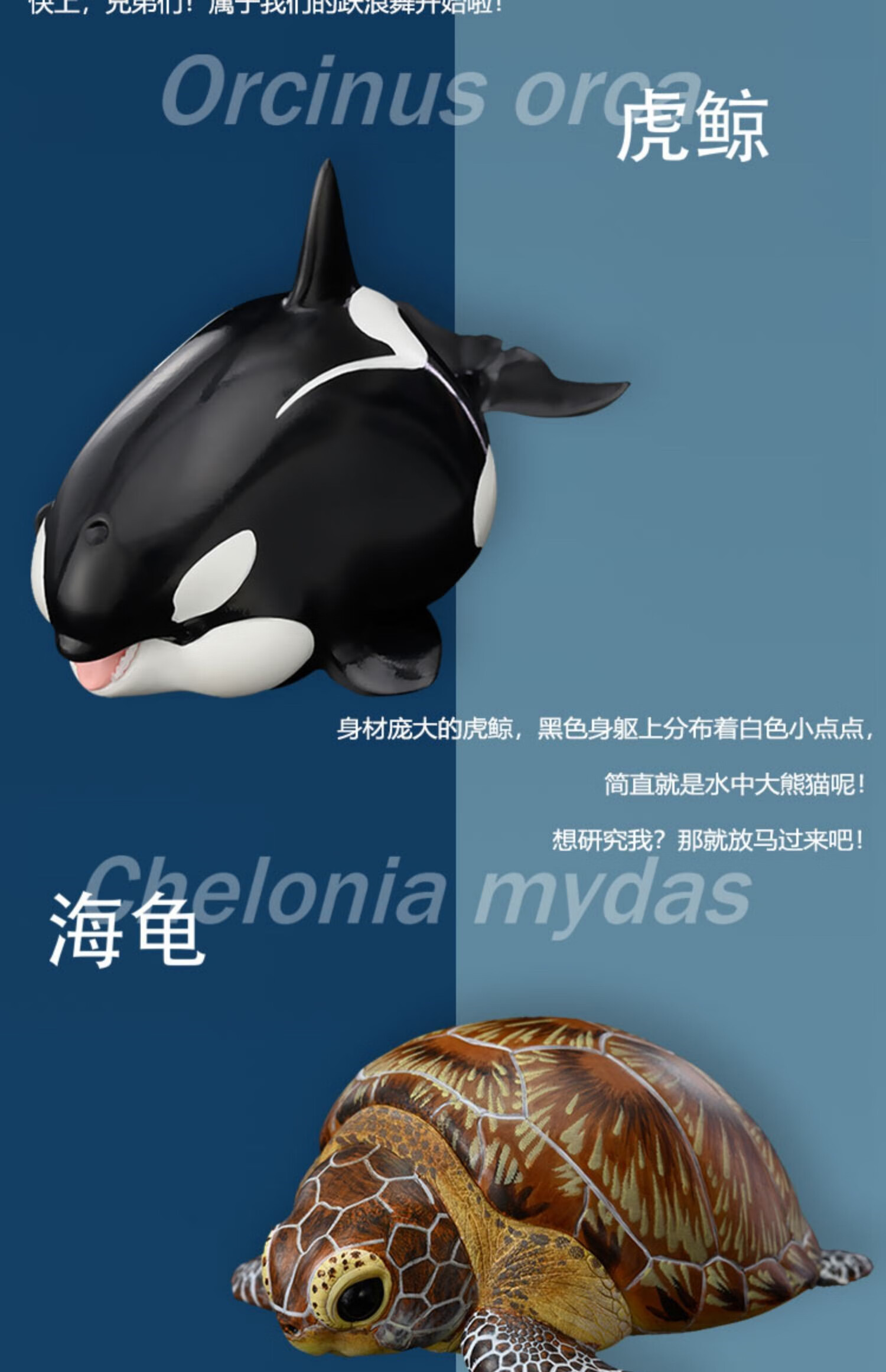 现货 动物星球 心宽体胖系列手办第四弹 第4弹-海洋篇 指定款海象 大