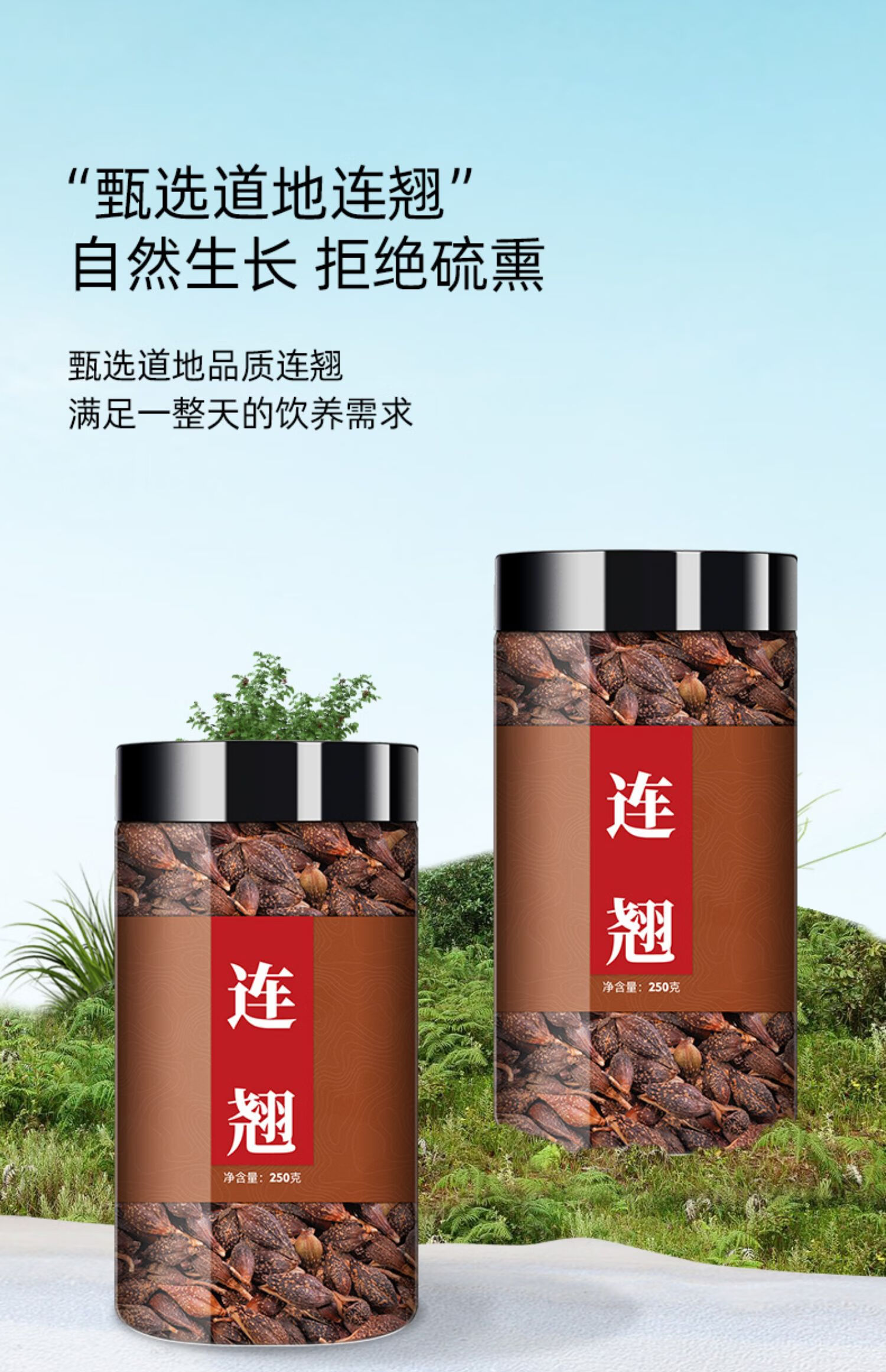 同仁堂连翘花茶中药材500g贯叶连翘泡水散装中草药青翘粉特级连翘500g