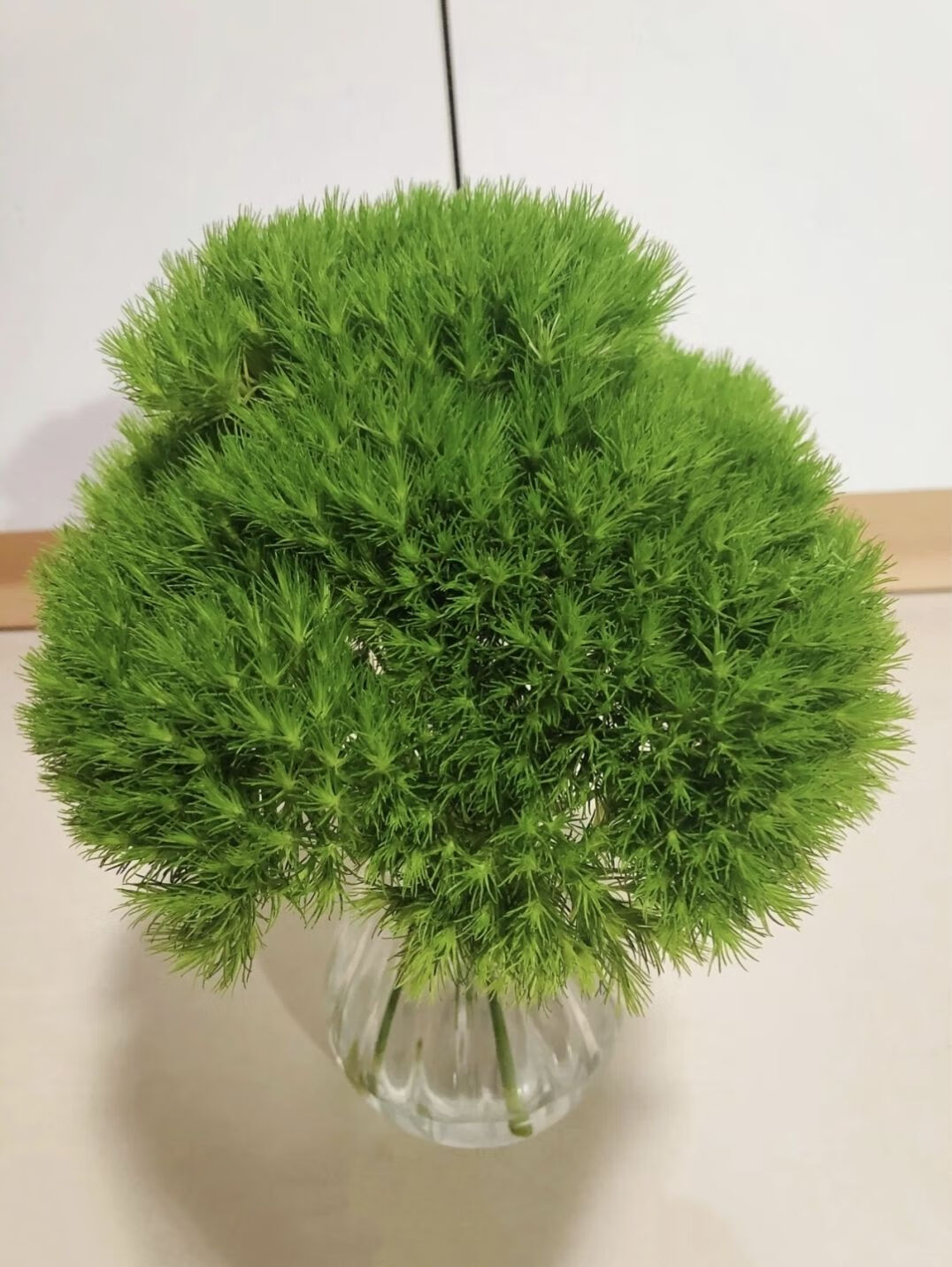 芊阙轻奢芊阙绿毛球绿石竹云南昆明基地直发家庭办公室易水养清新插花