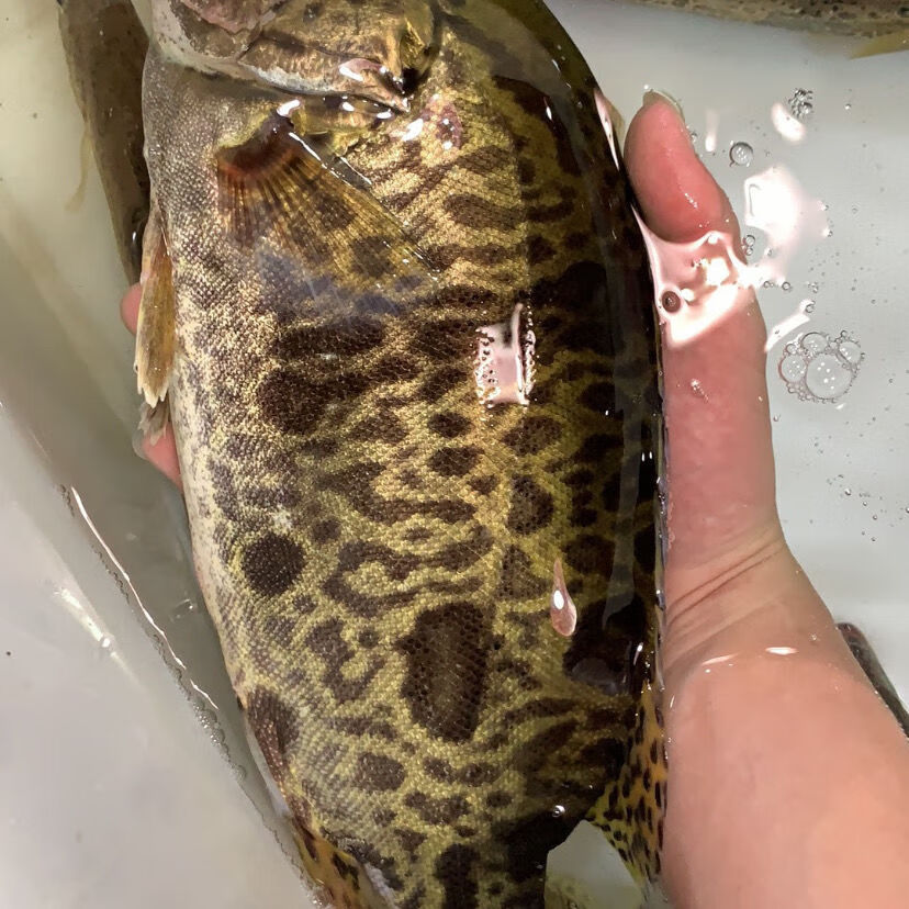 千岛湖正宗大鳜鱼鲜活活鱼波纹鳜淡水鱼新鲜季花鱼现杀发货25斤