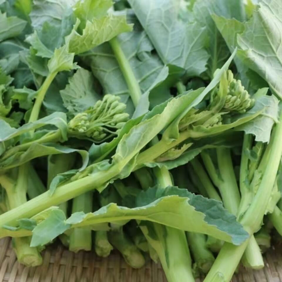 现摘新鲜油菜苔恩施农家鲜嫩小油菜苔叶子菜苔爽口蔬菜青菜叶 5斤油菜