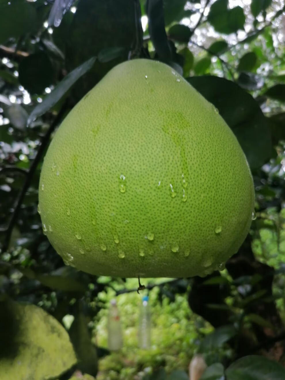 云南版纳柚子东试早丑柚白蜜柚傣柚青柚当季孕妇水果新鲜现摘实惠装中