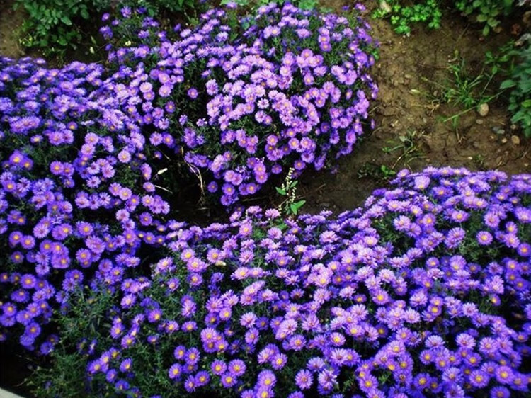 荷兰菊种子纽约紫菀花种紫色花籽景观花种盆栽多年生花种子阳台种子原