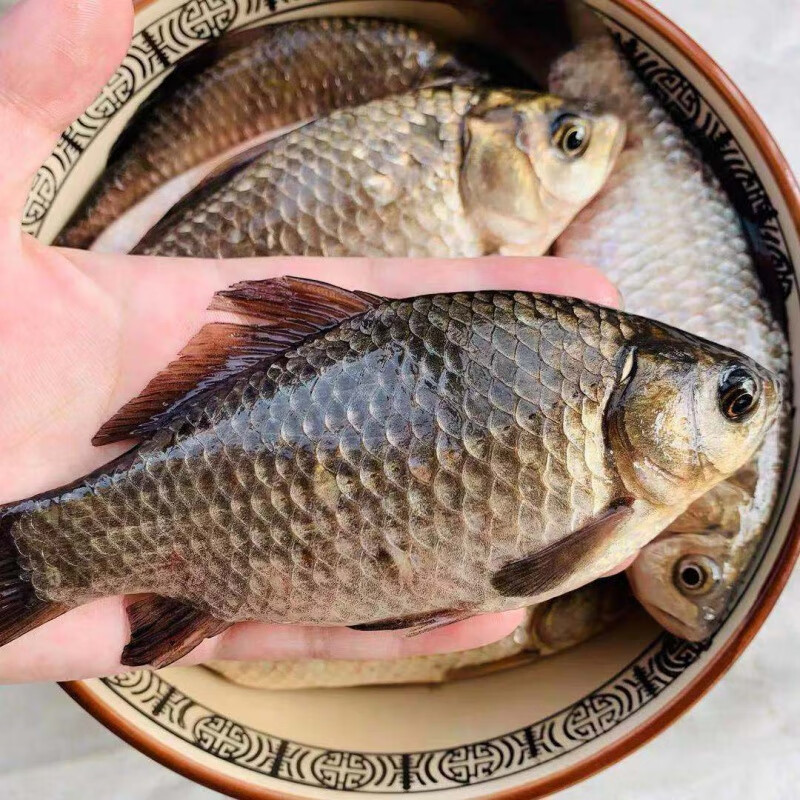 適用於微山湖野生小鯽魚新鮮活魚現殺淡水鯽魚 野生鯽魚3斤裝(10條