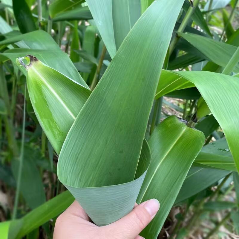 维吉尔现摘现发 粽子叶新鲜 大号家用粽叶米粽木叶广西芦苇叶棕叶子