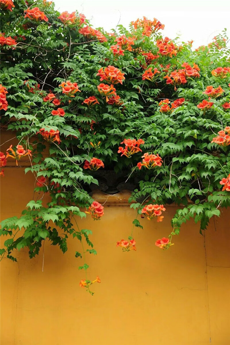凌霄花苗爬藤植物庭院阳台绿化攀援花卉美国品种爬山虎盆栽花 凌霄20