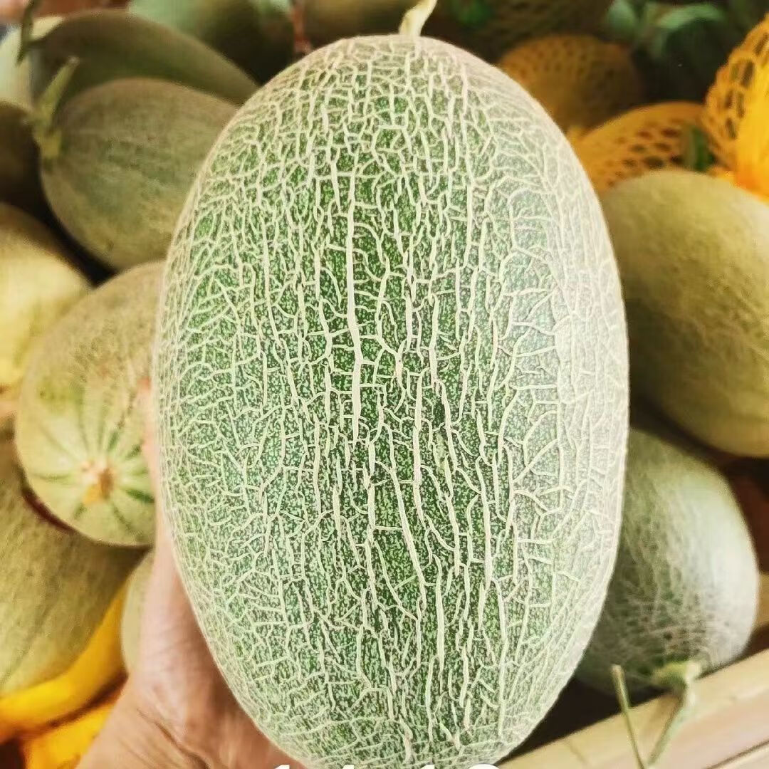 【新疆直发】正宗新疆吐鲁番西周蜜25号哈密瓜当季水果 新疆吐鲁番西