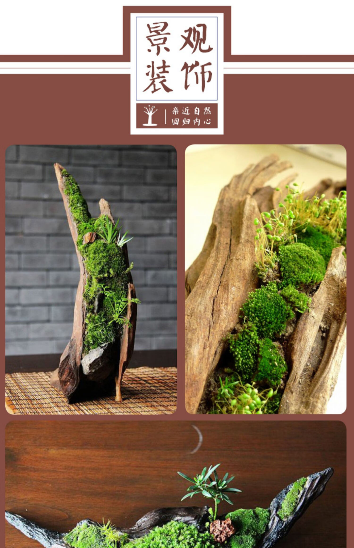 鱼缸沉木造景枯木头大小号树栖根杜鹃根木水草缸莫斯树森林微景观西瓜