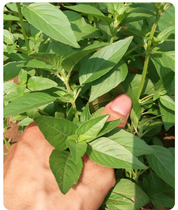 荆芥菜种籽河南大叶荆棘种子菜籽夏季四季盆栽荆菜荆芥蔬菜苗孑籽荆芥