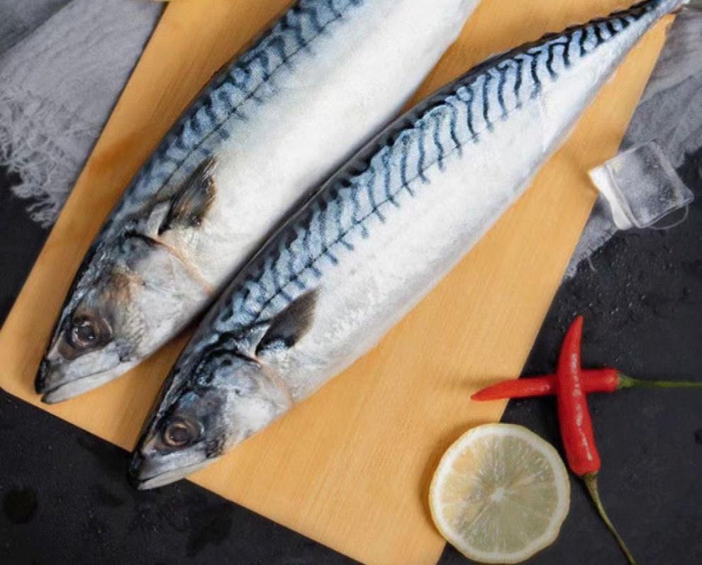 特大青占鱼鲐鱼青花鱼鲐鲅鱼红烧鲅鱼新鲜冷冻日料海鲜水产 十斤装