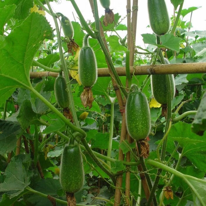 广西产地新鲜青脆嫩毛节瓜小冬瓜时令蔬菜 5斤装(3-8个)7-8人套餐