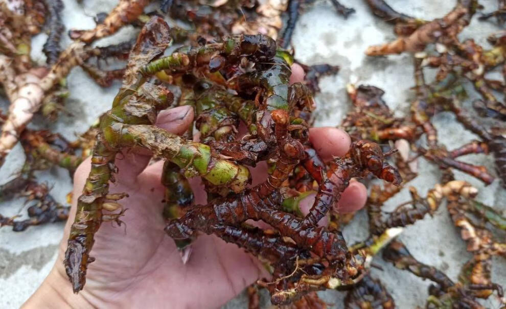 jd优选深山野生石菖蒲纯根老菖蒲根月子洗澡洗头正宗山菖蒲老根水剑草