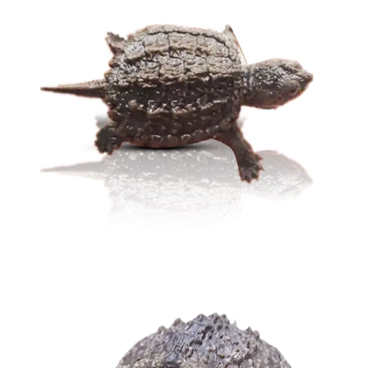 北美小鳄龟杂佛鳄龟苗活物乌龟宠物活泼龟粮凶猛食用鳄鱼龟幼苗活 6