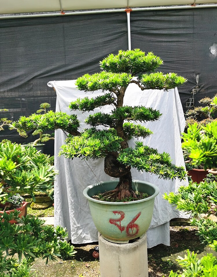 陶瓷盆罗汉松-迎客松 含盆【图片 价格 品牌 报价】-京东