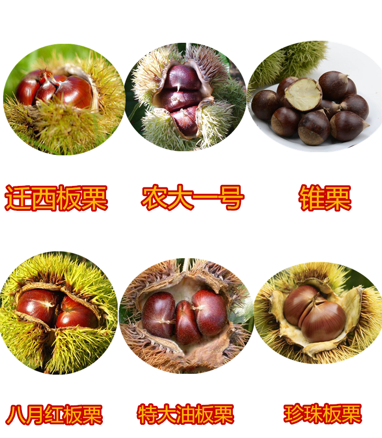 大红袍板栗树苗栗子苗南北方种植当年结果大果乌结果苗5年苗2厘米粗