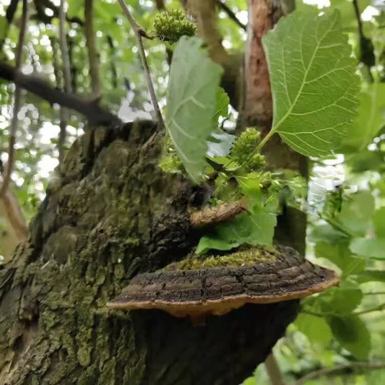 伟博西藏野生桑黄金边桑黄桑树桑黄灵芝野生桑黄天然正宗黄金桑黄泡水