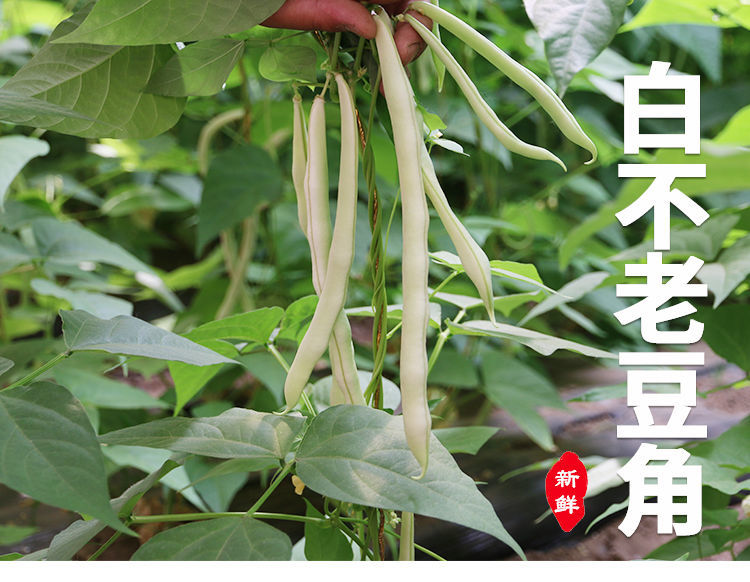 云南白不老四季豆新鲜当季蔬菜无筋豆角芸豆扁长豆农家自种整批发3斤