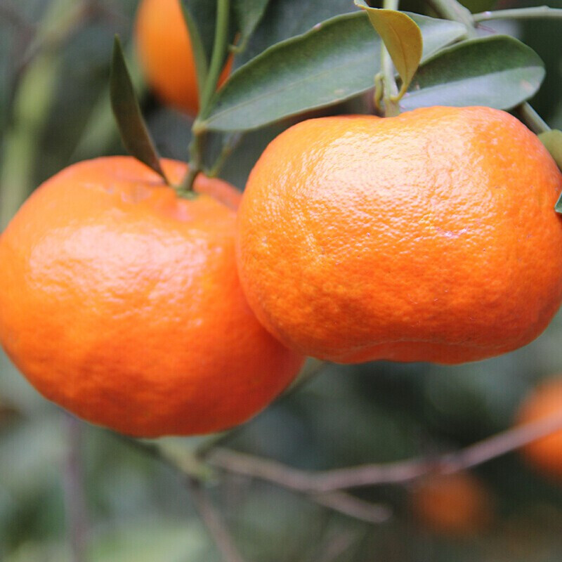 【新款】四川红橘大红袍橘子万州红桔重庆桔子新鲜水果10斤陈皮川桔