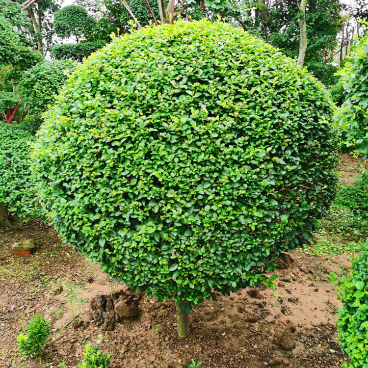 苗圃直销小叶女贞造型盆景树桩球形树苗庭院别墅精品植物小区绿化圆柱