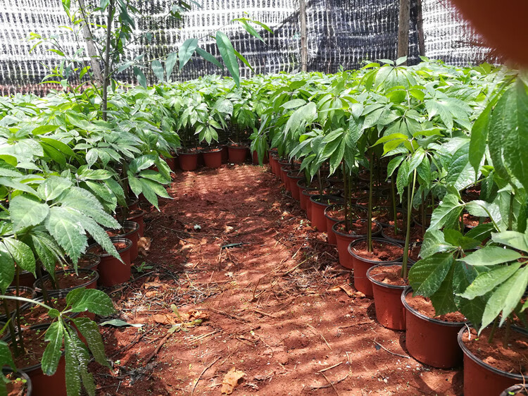 三七盆栽苗云南文山年三七苗 阳台田七苗 人参三七 文州三七 不含盆 1