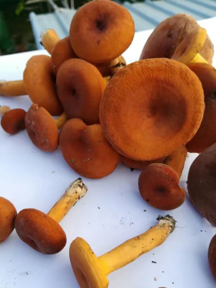 奶浆菌新鲜贵州深山老农现摘野生蘑菇新鲜食用小菌子 野生奶浆菌 1500