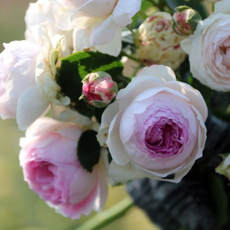 维萨里 欧洲丰花切花微月灌木月季浓香抗病耐寒阳台多季 维萨里 不含