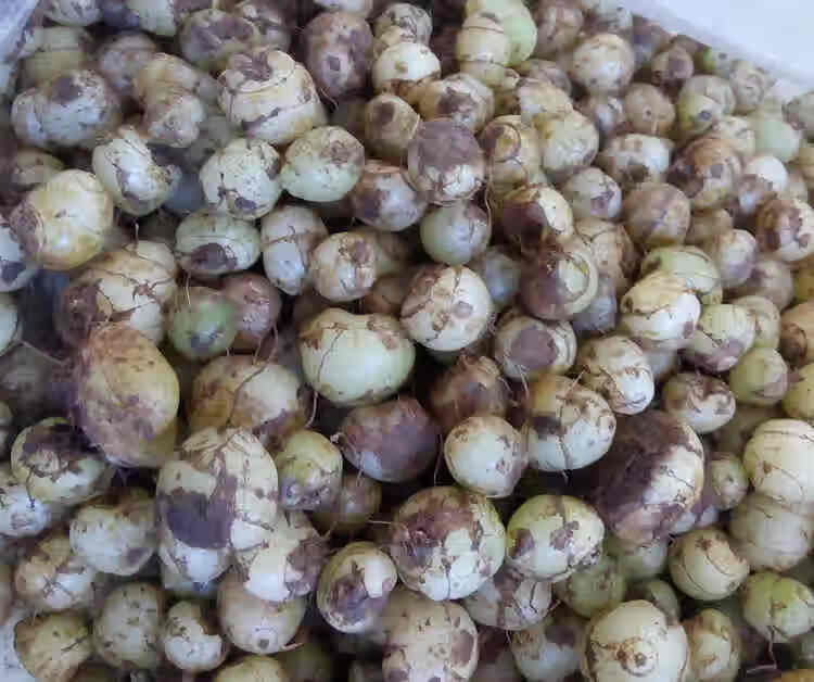 伟博小白芨云南特产小白芨糯白芨独叶圆白鸡中药打粉食用50克 500克